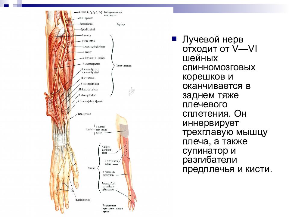 Срединный нерв. Срединный нерв на плече.