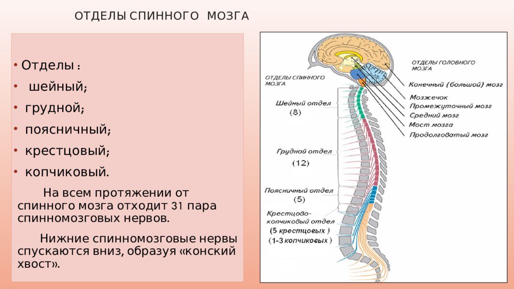 Расположение отделов спинного мозга. Отделы нервной системы строение и функции спинного мозга. Функции шейного отдела спинного мозга. Рефлекторная функция шейного отдела спинного мозга. Рефлекторная функция отделов спинного мозга.