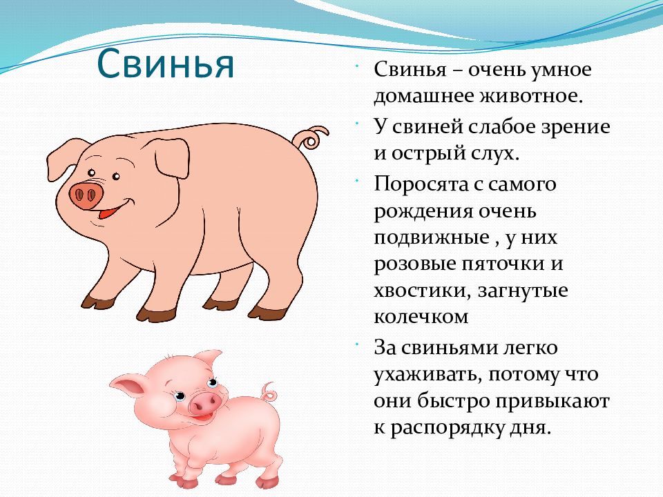 Потому что свинья. Свиньи. Свинья для презентации. Домашние животные свинья. Информация о свинье.