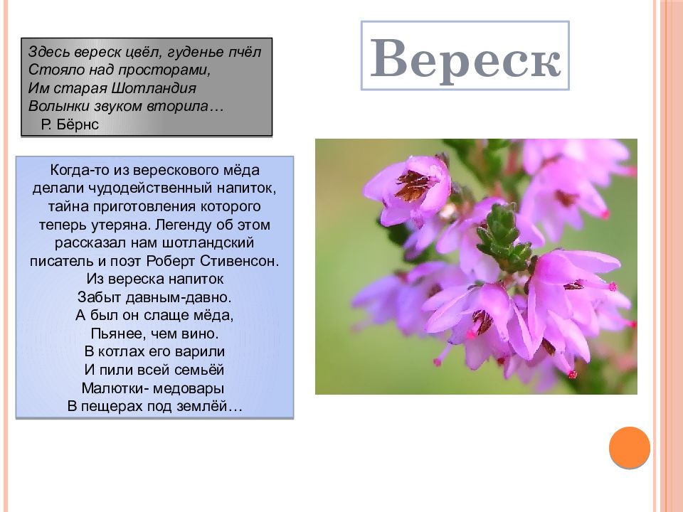 Из вереска напиток. Вереск стихи. Вереск информация о растении. Вереск характеристика растения. Рассказ о вереске.