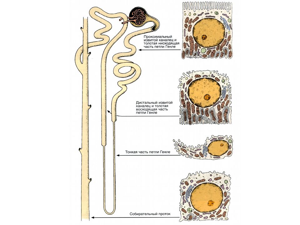 Клетки почек. Петля Генле гистология препарат. Проксимальные канальцы нефрона гистология. Почечный каналец гистология. Собирательная трубочка нефрона гистология.
