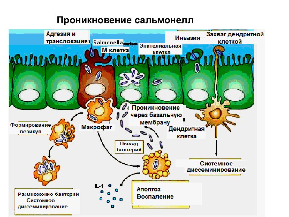 М клетки. Инвазия бактерий. Проникновение сальмонеллы. Адгезия микробиология. Проникновение бактерии в клетку.