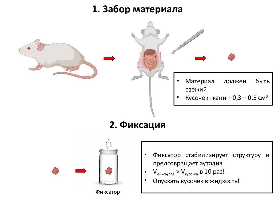 Опускать кусочек. Взятие материала указание вида материала фиксация материала\.