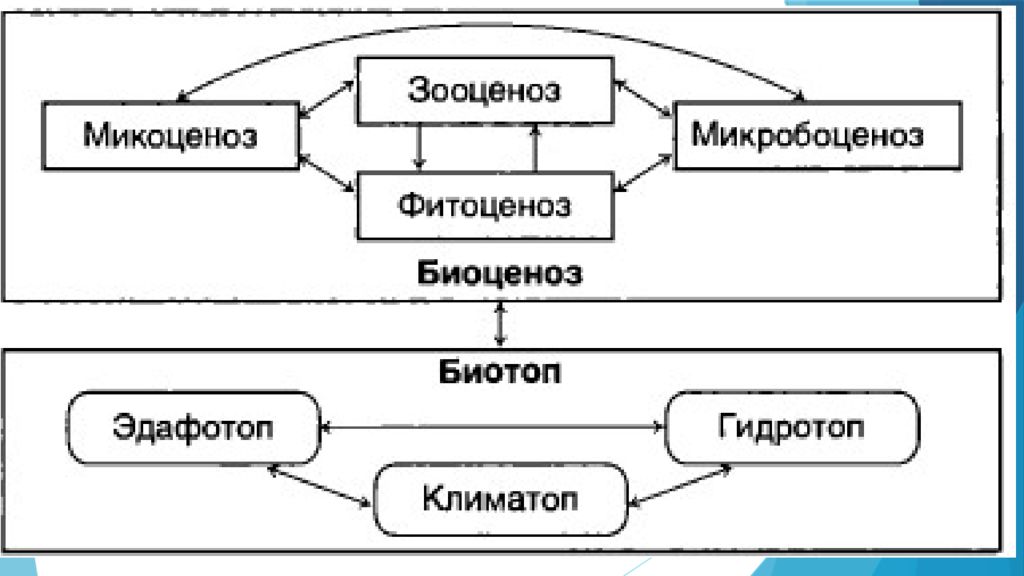 Зооценоз это. Зооценоз примеры. Зооценоз.