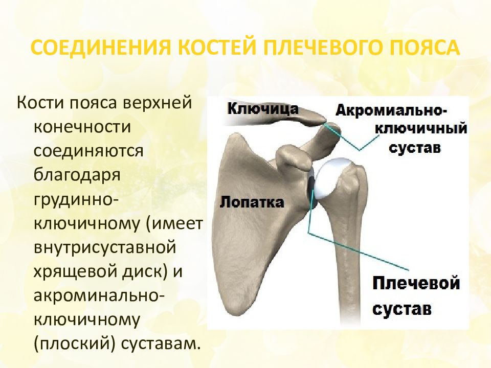 Соединения пояса