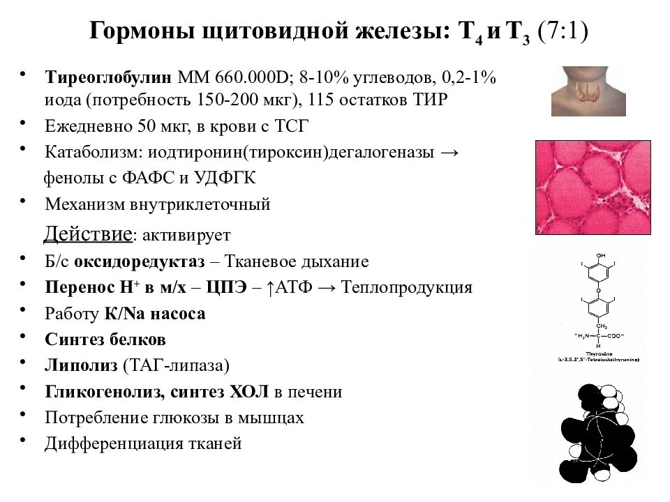 Щитовидная железа гормон т4. Т3 т4 гормоны щитовидной железы. Т4 гормоны гормоны т3. Что такое т3 и т4 для щитовидной железы. Т3 гормон 4.04.