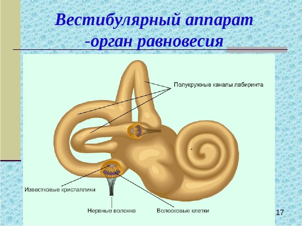 Схема органа равновесия