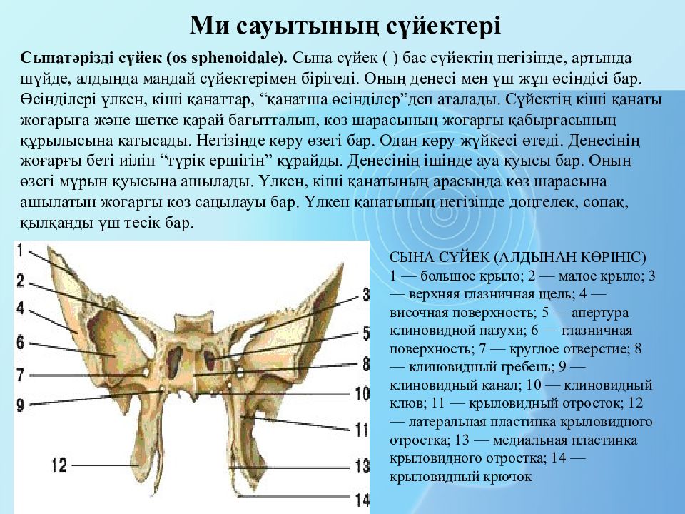 Пластинки крыловидных отростков. Сына сүйек. Медиальная пластинка крыловидного отростка. Крыловидный отросток. Латеральная пластинка крыловидного отростка клиновидной кости.