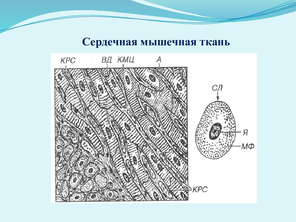 Сердечная мышечная ткань. Сердечная мышца физиология возбудимые ткани.