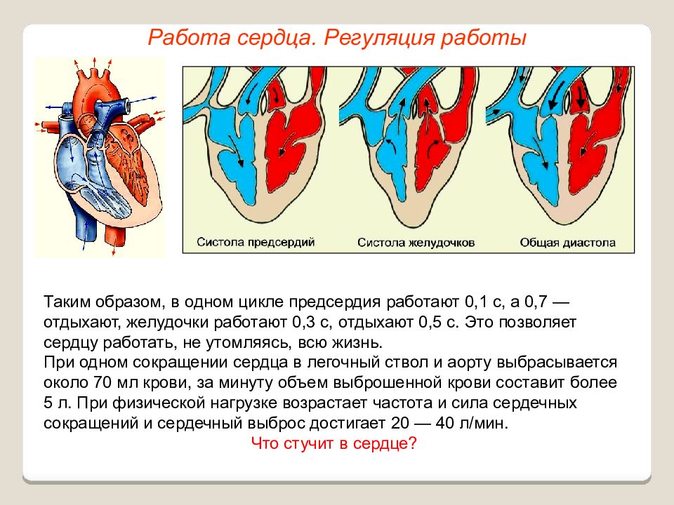 Кровь движется из предсердий в желудочки. Строение сердца систола диастола. Систола желудочков предсердий и диастола. Работа сердца. Систола левого желудочка.