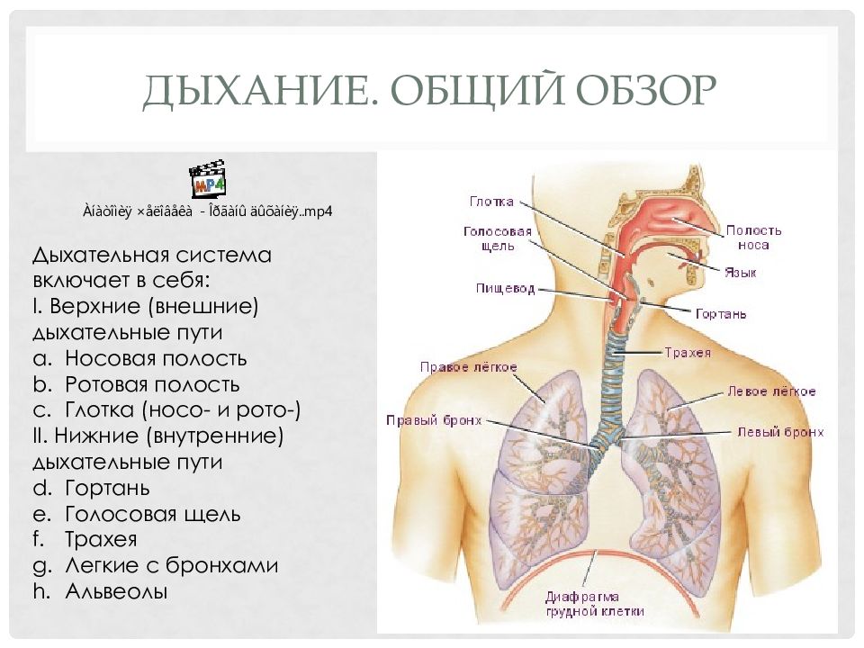 Общий план строения и функции дыхательной системы