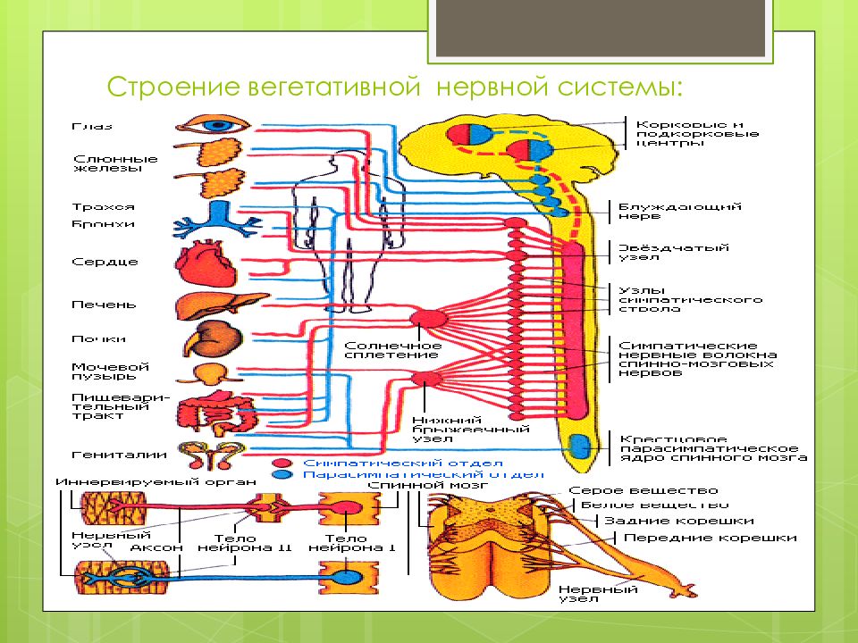 Строение вегетативной. ВНС строение анатомия физиология. Симпатическая и парасимпатическая система физиология. Физиология вегетативной нервной системы таблица. Структура вегетативной нервной системы физиология.
