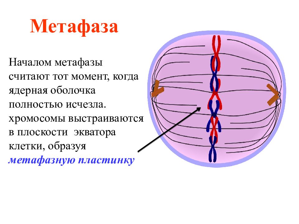 В результате деления клеточного ядра начало которого показано на рисунке образуются