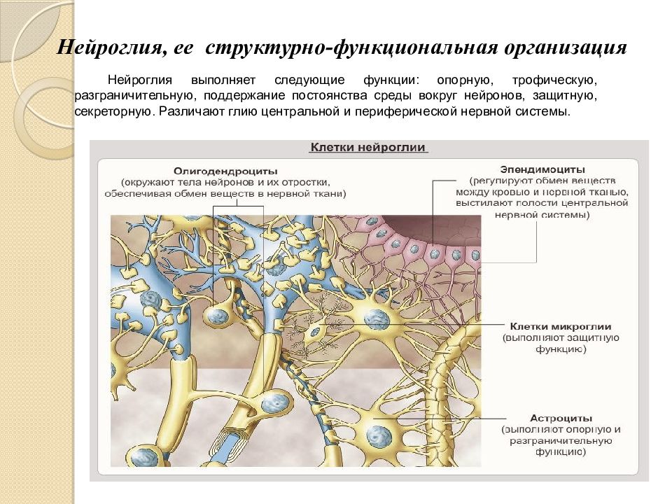 Нейроглия это