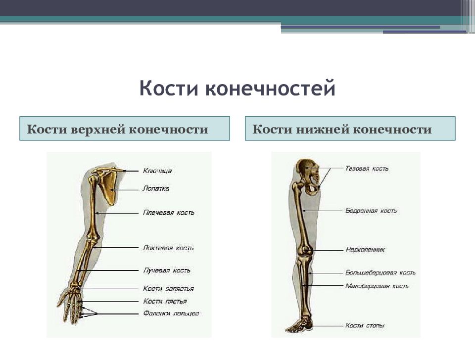 Функции костей конечностей