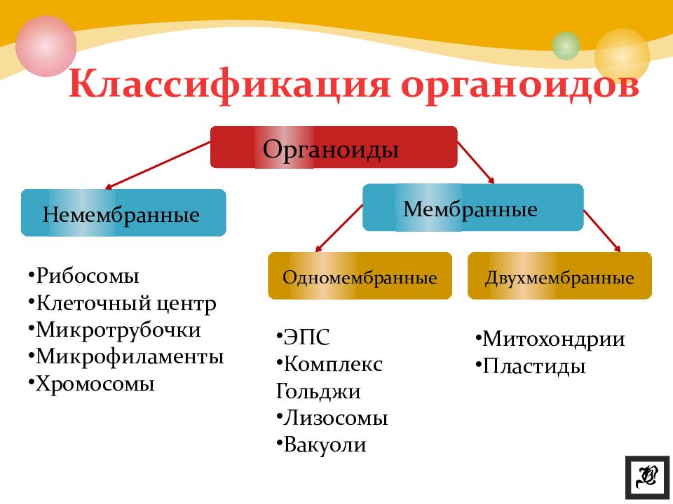 Органоиды клетки презентация 10 класс профильный уровень