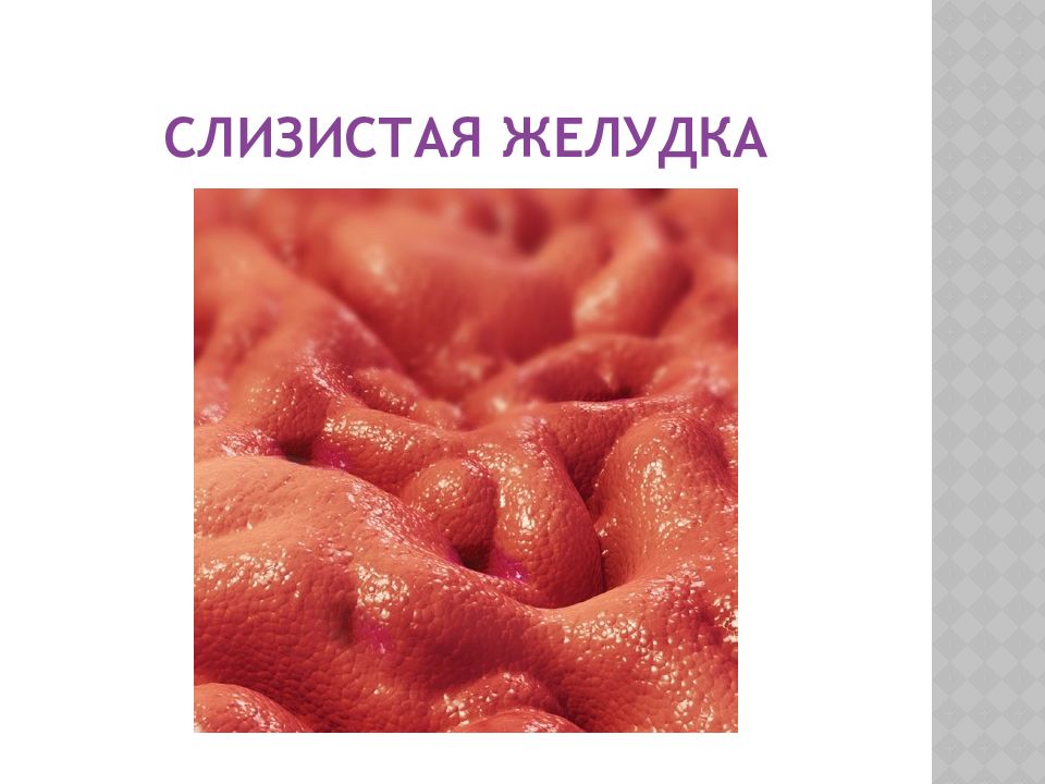 Слизистая