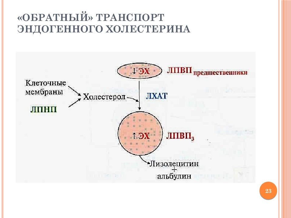 Холестерин липопротеинов низкой плотности. Схема пути прямого и обратного транспорта холестерола. Схема обратного транспорта холестерола в печень. <Обратный> транспорт холестерина осуществляется при участии. Обратный транспорт холестерина биохимия.