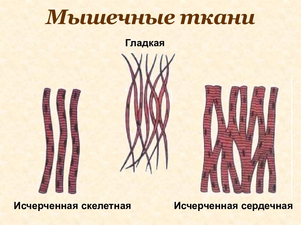 Двигательная ткань. Клетка гладкой мышечной ткани схема. Скелетная сердечная и гладкая мышечная ткань. Клетки скелетной мышечная ткань рисунок. Маечная ткань.