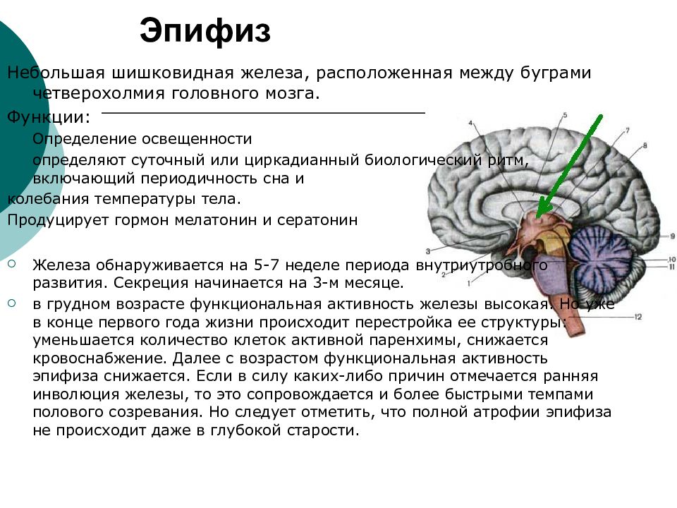 Киста эпифиза у детей. Шишковидное тело строение и функции. Эпифиз строение и функции. Эпифиз анатомия функции. Эпифиз железа функции.