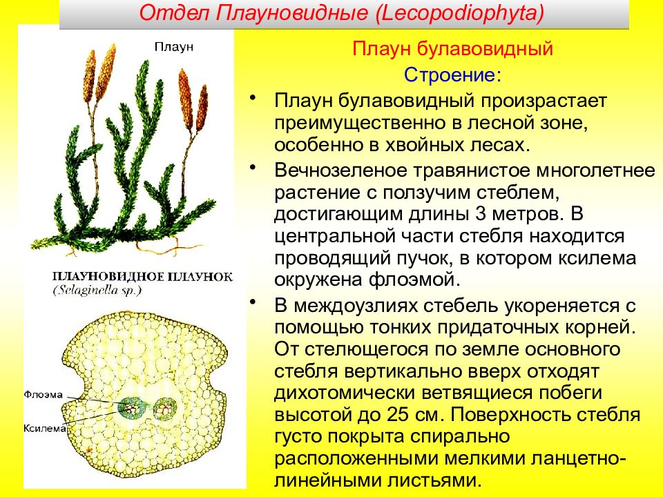 Хвощи и плауны презентация 7 класс