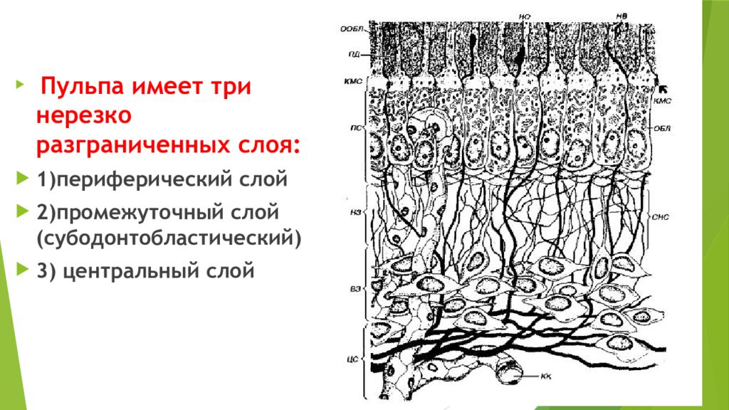 Строение пульпы презентация