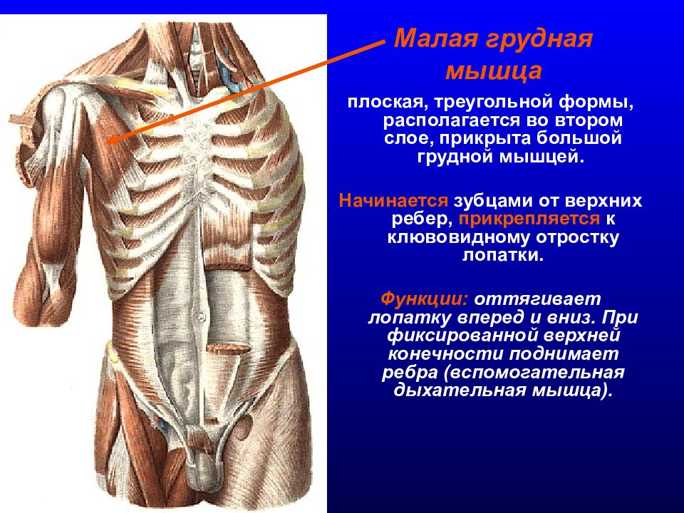 Где находится форма. Клювовидный отросток малая грудная. Мышцы груди анатомия. Мышцы прикрепляющиеся к клювовидному отростку. Мышцы и треугольники груди.