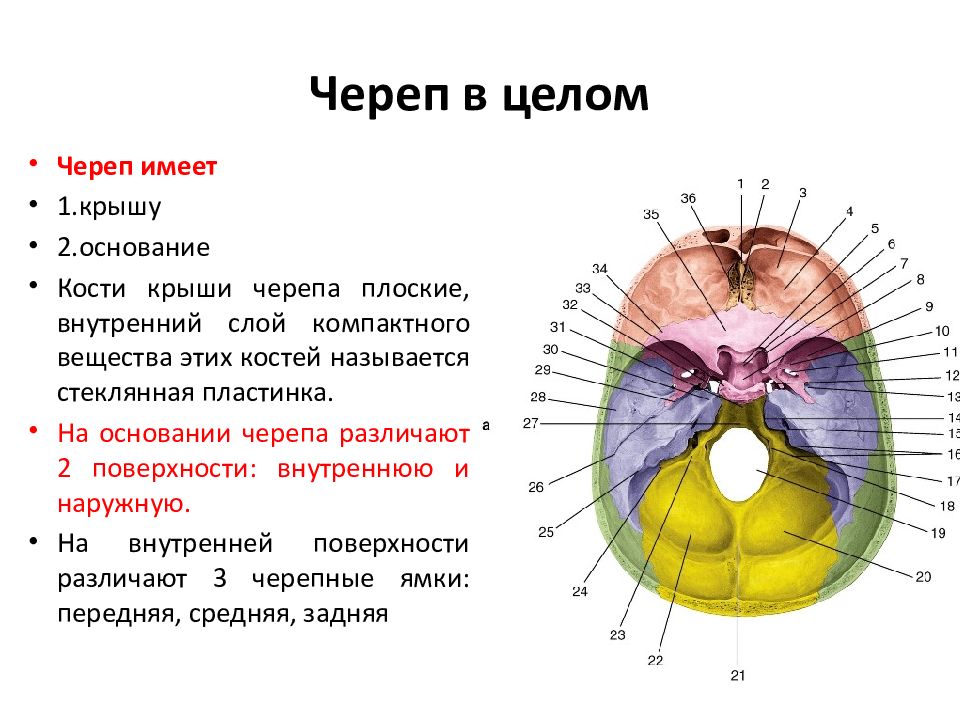 Основание ч. Основание черепа. Череп в целом. Внутренняя поверхность крыши черепа. Где находится основание черепа у человека.