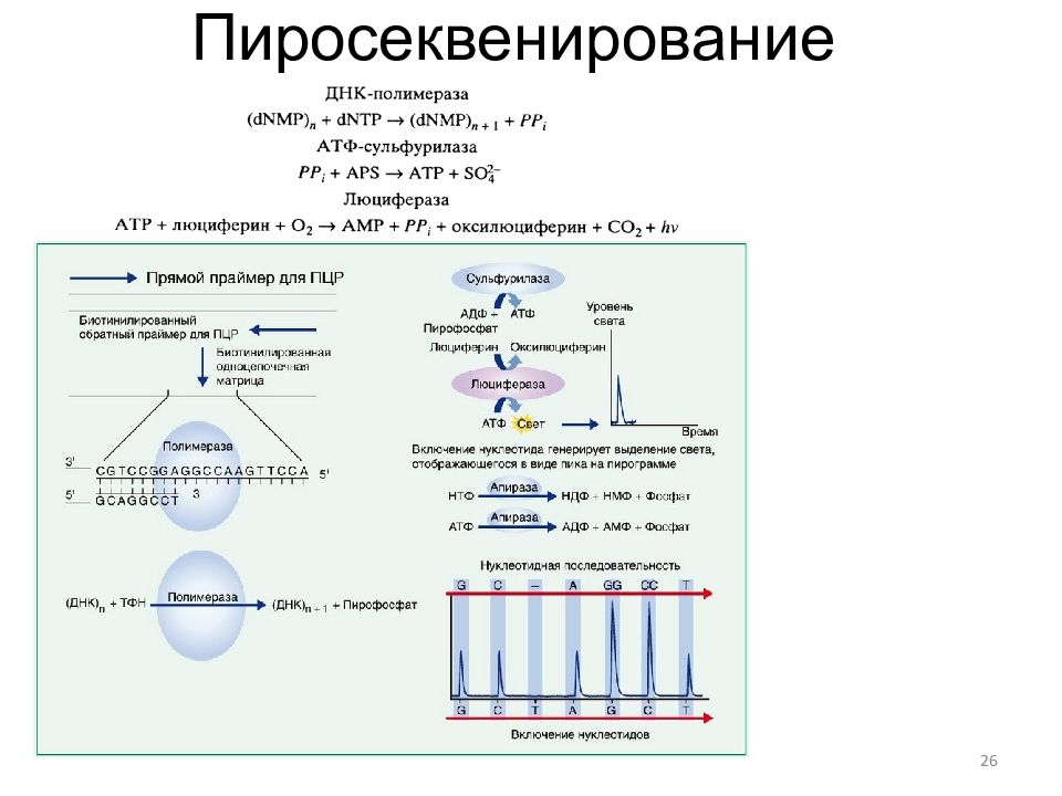 Секвенирование днк презентация