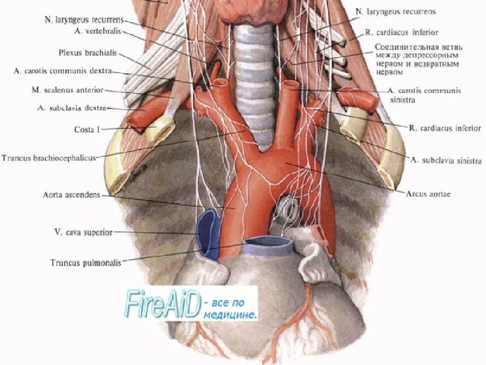 Правый блуждающий нерв. Возвратный нерв щитовидной железы анатомия. Возвратный гортанный нерв топография. Топография блуждающих и возвратных Нерво. Возвратный гортанный нерв топография анатомия.