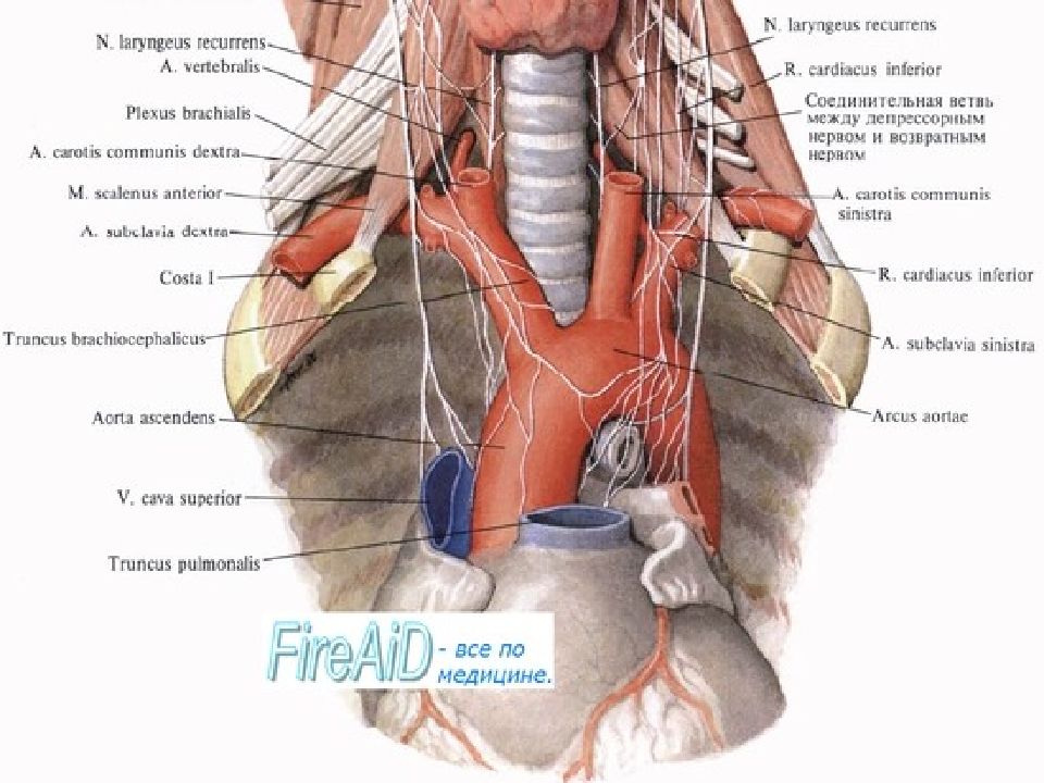 Части n 1. Возвратный гортанный нерв анатомия. Возвратный гортанный нерв топография. Возвратный нерв щитовидной железы анатомия. Синтопия шейной части трахеи.