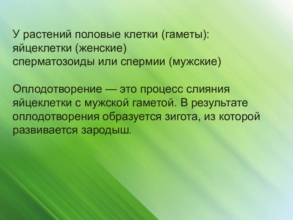 В результате оплодотворения образуется