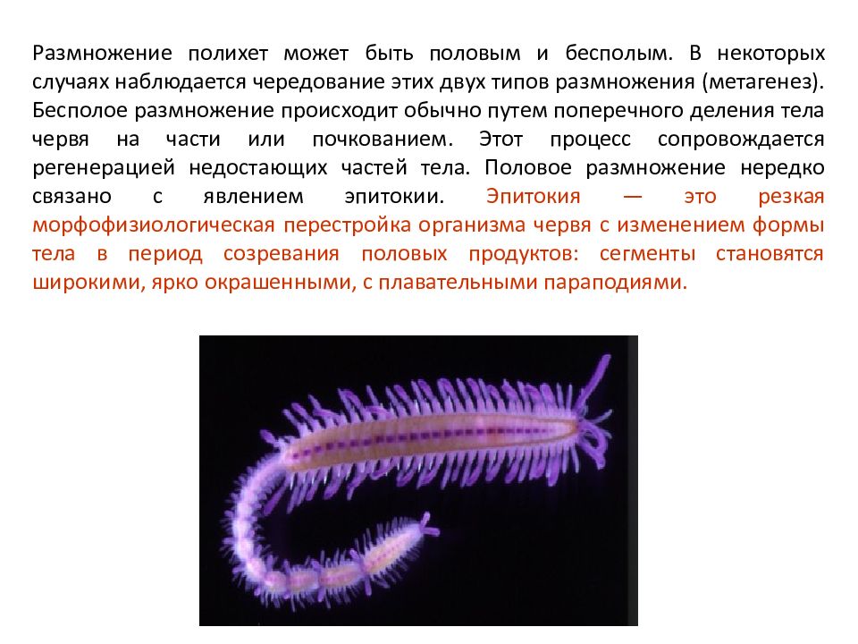 Почкование червей. Жизненный цикл полихет. Многощетинковые черви черви. Многощетинковые черви оплодотворение. Размножение многощетинковых червей.