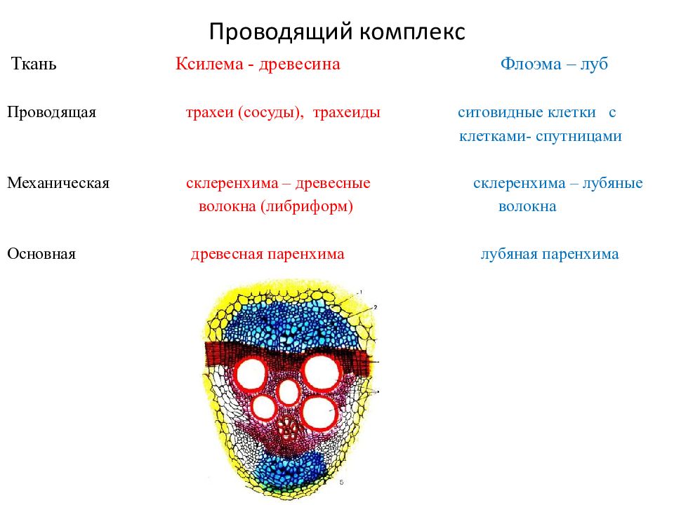 Каковы особенности строения клеток образовательных тканей. Миф клетки. Расположение образовательной ткани. Ксилема либриформ. Проводящие комплексы.