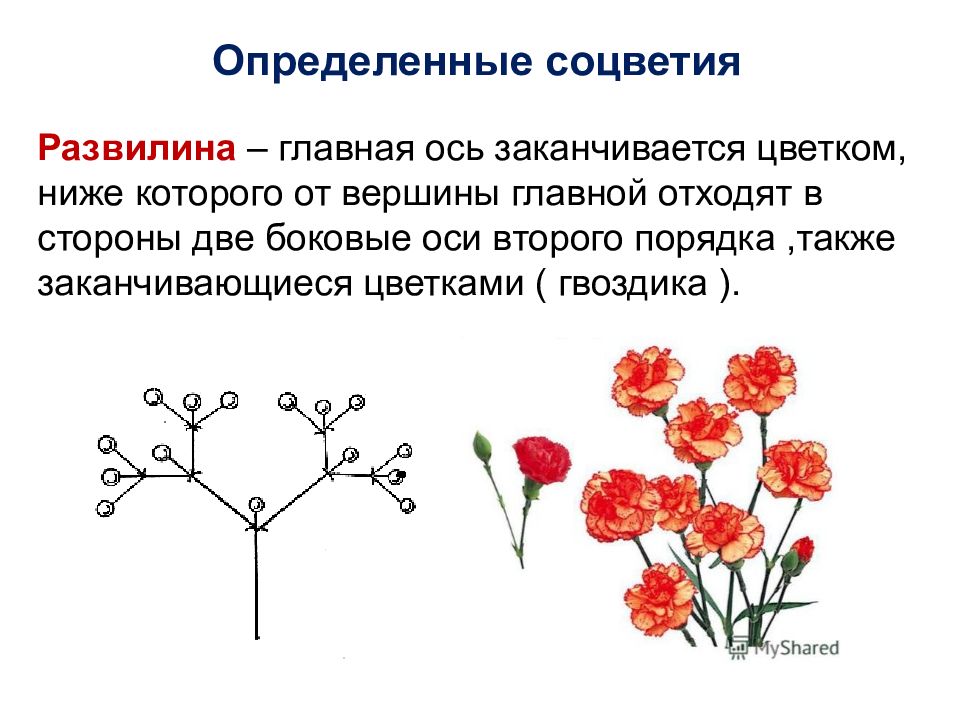 Разнообразие цветков соцветия 5 класс презентация