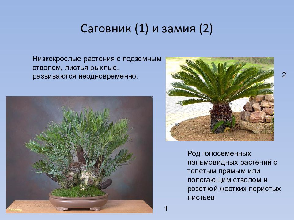 Примеры саговниковых растений. Замия саговник. Саговник презентация. Саговник систематика. Сообщение о саговнике.