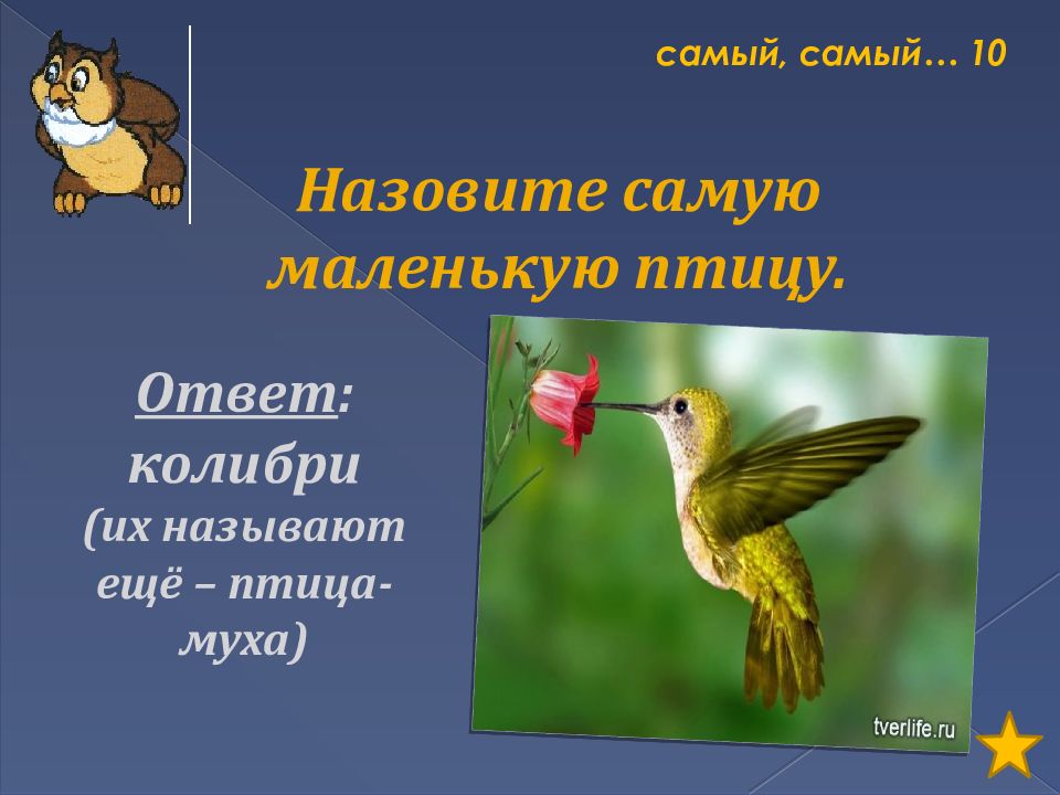 Ответ птица. Назовите самую маленькую птичку области. Муха это маленькая птичка. Назовите самую самую маленькую птичку нашей области. Загадки с ответом Колибри.