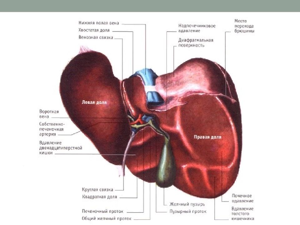Печень и селезенка. Печень и селезенка анатомия. Селезенка анатомия вдавления. Висцеральная поверхность селезенки.