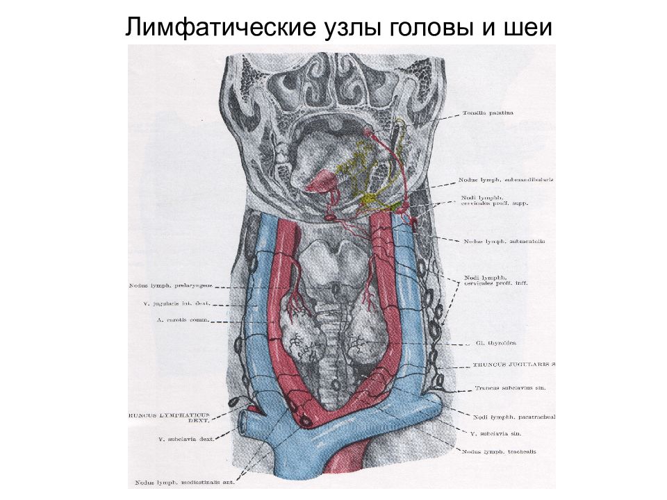 Анатомические узлы. Топографическая анатомия. Лимфатические узлы головы и шеи. Слои головы топографическая анатомия. Топографическая анатомия головы и шеи.