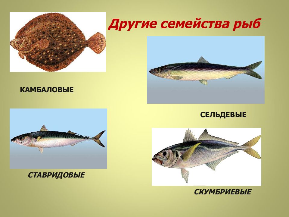 Рыбы какое семейство. Скумбриевые рыбы представители. Рыба семейства скумбриевых. Рыба из семейства скумбриевых названия. Виды рыб по семействам.