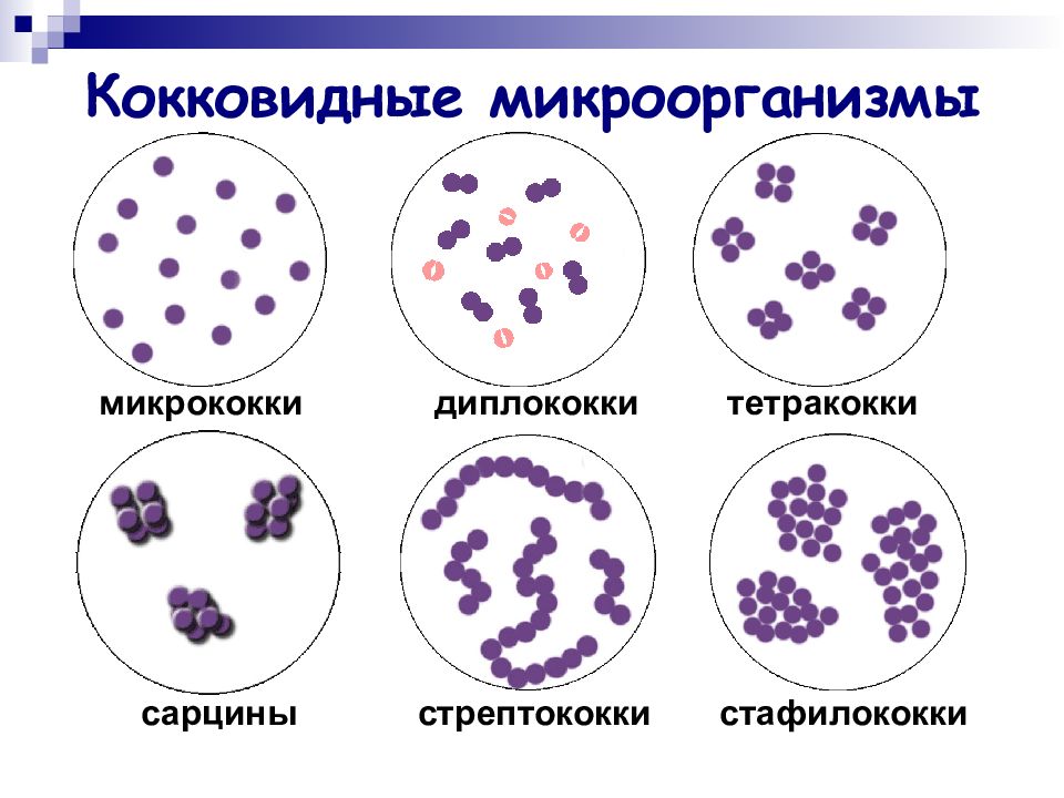 Рисунок морфология бактерий