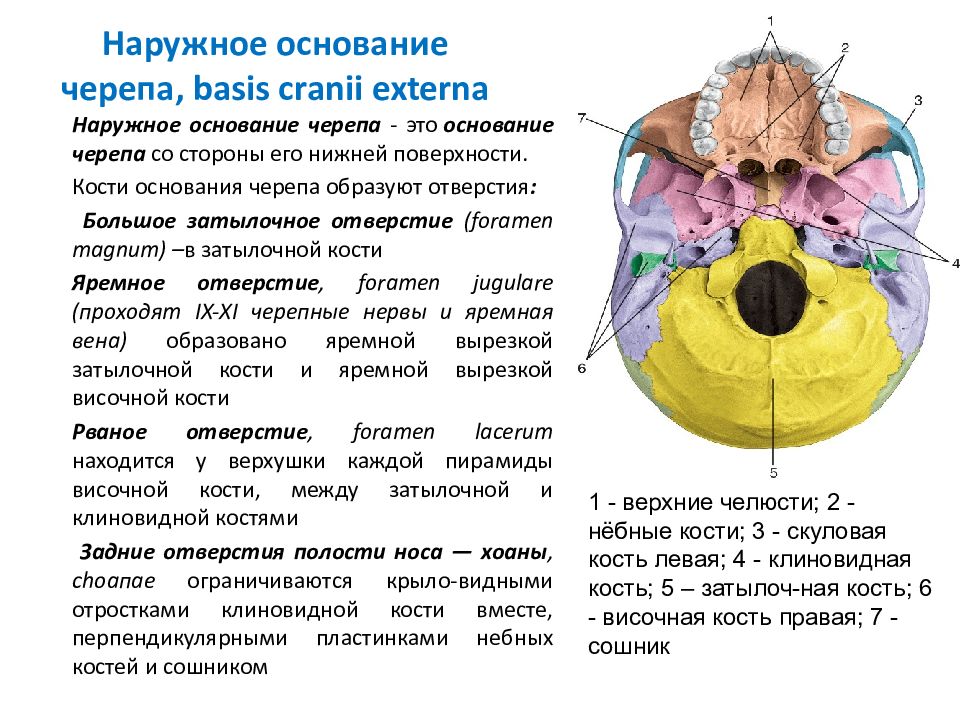 Основание черепа картинка