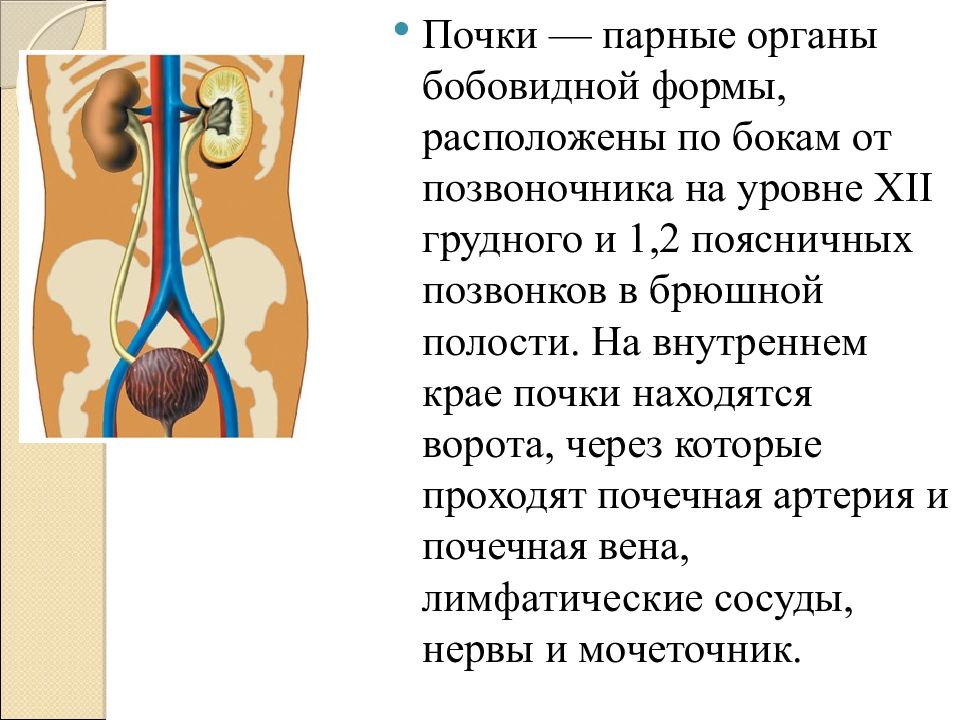 Выберите описание почек парный орган бобовидной формы. Парные органы бобовидной формы. Презентация выделение деталей. Почка бобовидной формы что это значит.