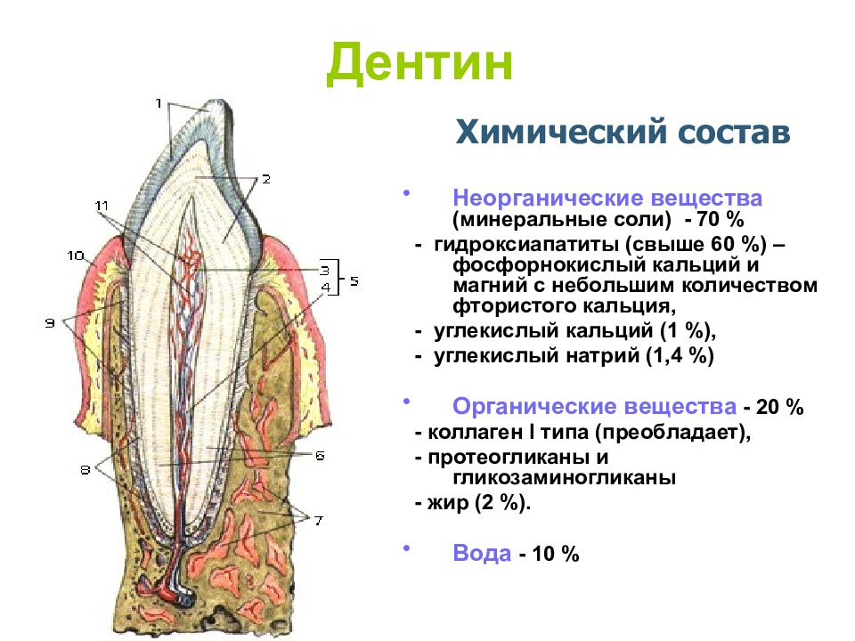 Составление плана обследования и лечения при заболеваниях твердых тканей зуба