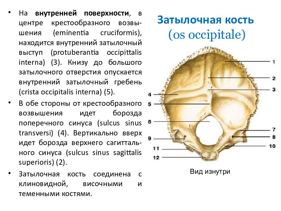 Выйная линия затылочной кости в картинках