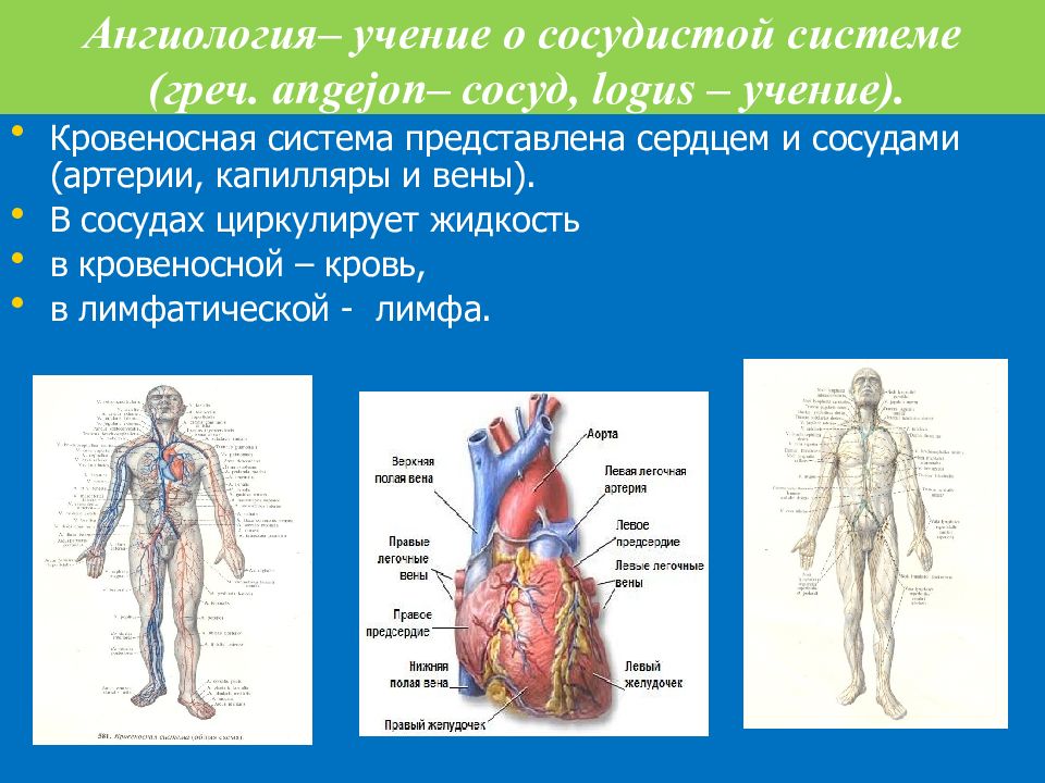 Сосуд на латинском. Ангиология анатомия. Учение о сосудистой системе. Ангиология сосуды. Ангиология лекция.