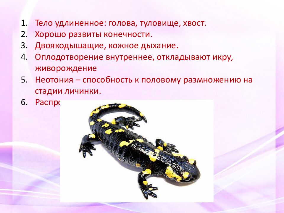 Классная работа Тема: МНОГООБРАЗИЕ И ЗНАЧЕНИЕ ЗЕМНОВОДНЫХ «Лягушкам только