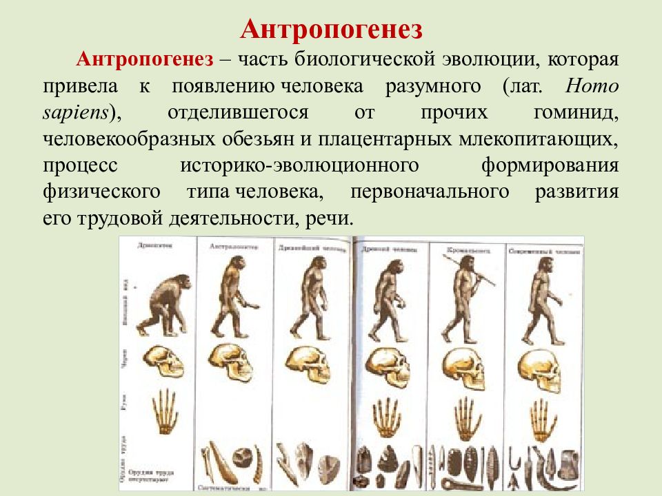 Группы изучения эволюции. Эволюция человека Антропогенез. Антропогенез Эволюция приматов. Антропогенез схема для ЕГЭ. Антропогенез процесс развития человека.