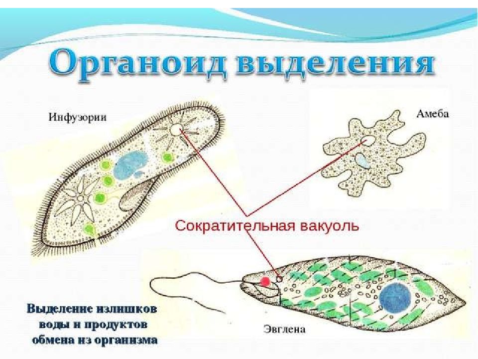 Какие бывают простейшие. Сократительные вакуоли инфузории туфельки. Выделительная система амебы. Выделительные вакуоли инфузории. Сократительная вакуоль инфузории туфельки функции.