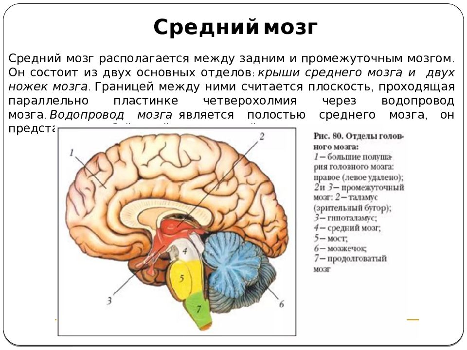 Область среднего мозга. Головной мозг средний мозг строение и функции. Структуры отделов среднего мозга.